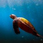 Exploring Dry Tortugas National Park
