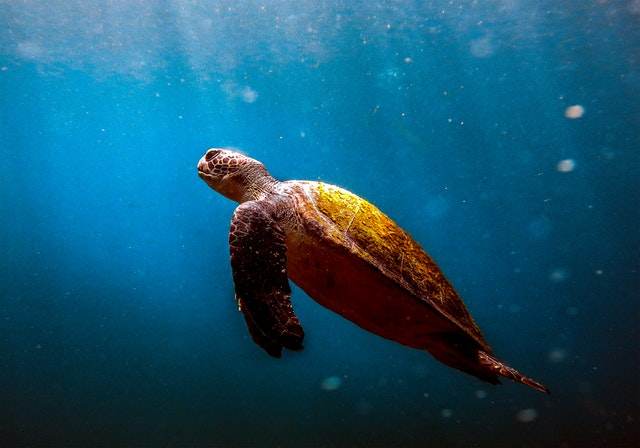 Exploring Dry Tortugas National Park