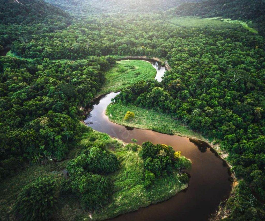 The Amazon Rainforest