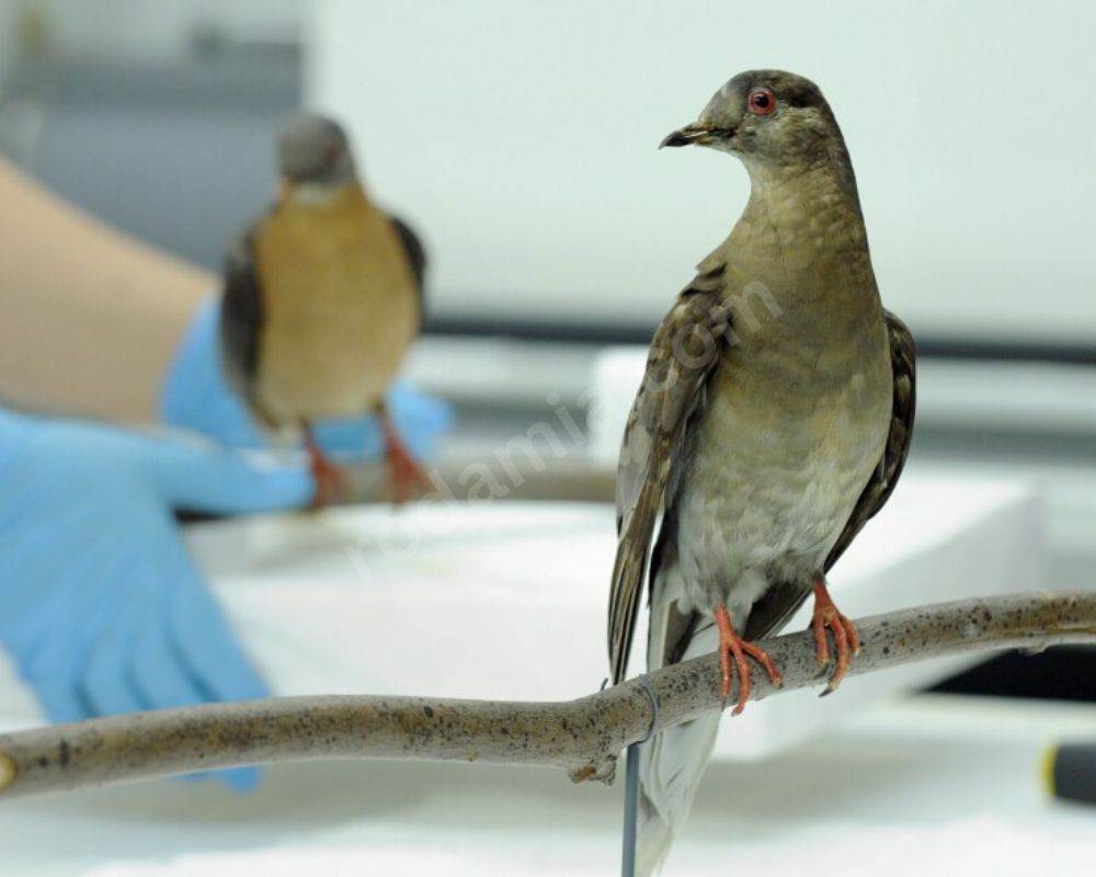 1.	The Passenger Pigeon