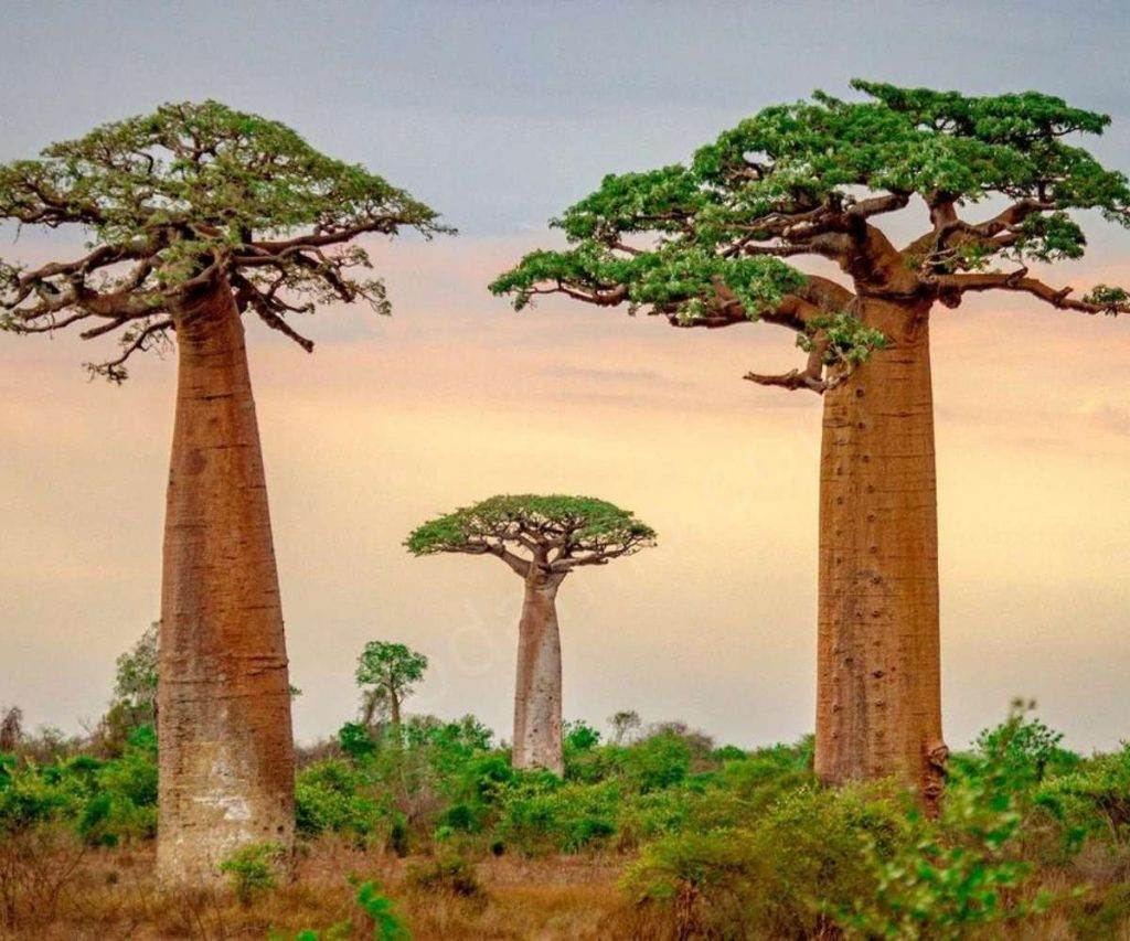 Madagascar