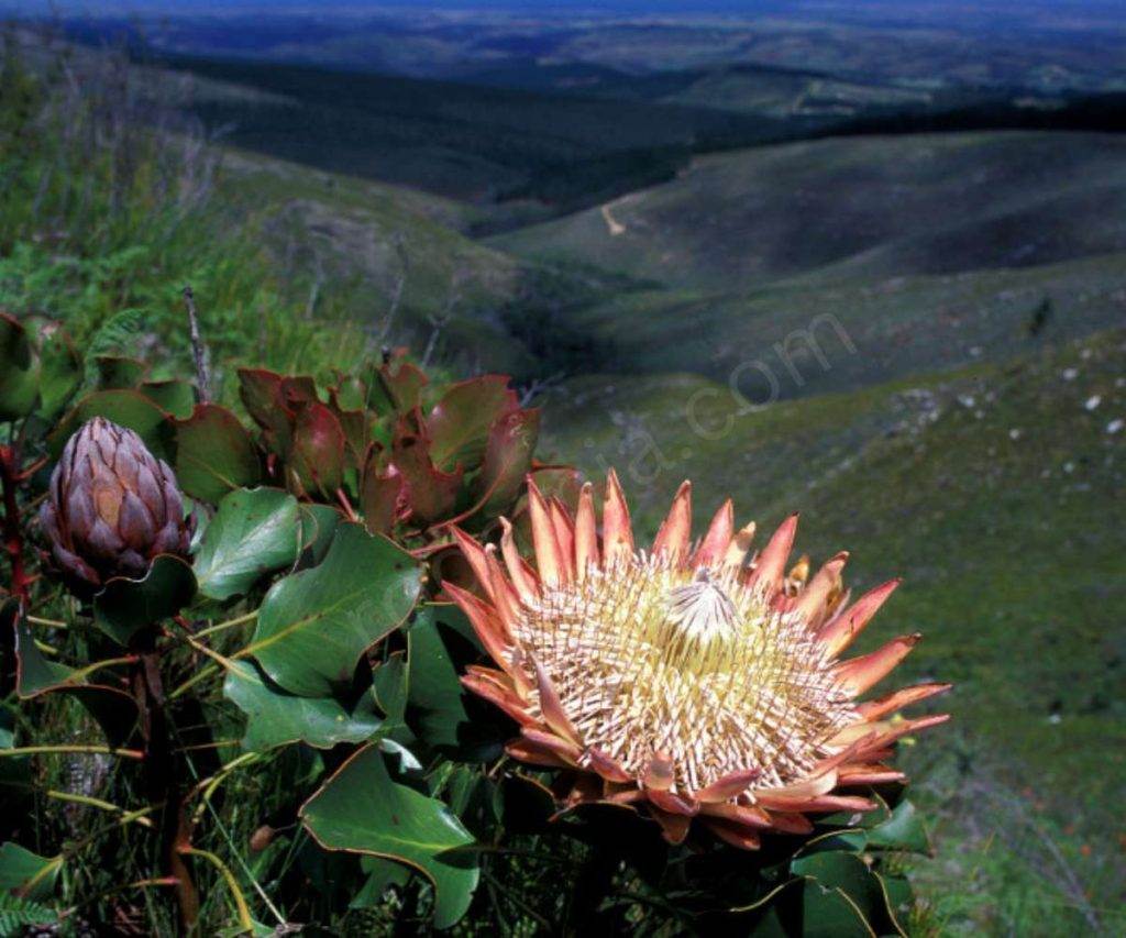 The Cape Floristic Region