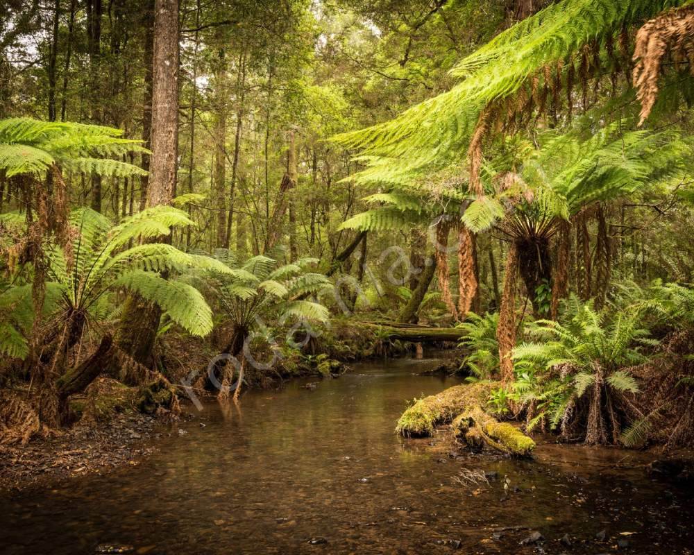 The Tasmanian Temperate Rainforests