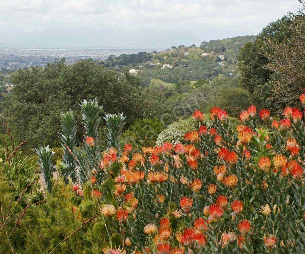 California Floristic Province