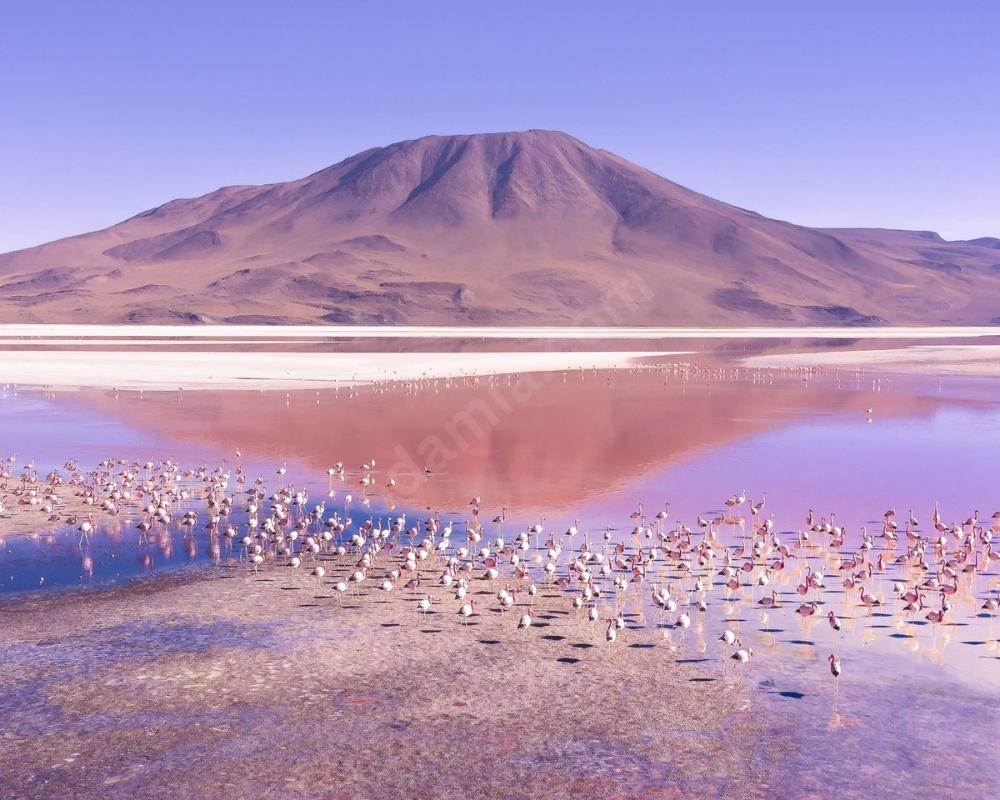 Laguna Colorada, Bolivia