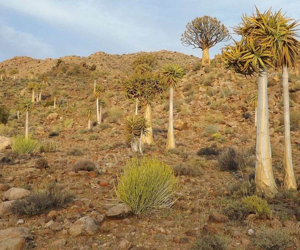 The Succulent Karoo