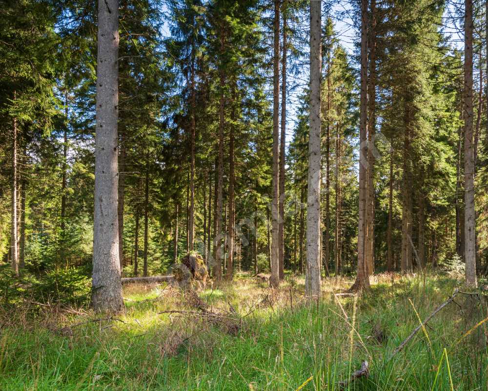 Kielder Forest, England