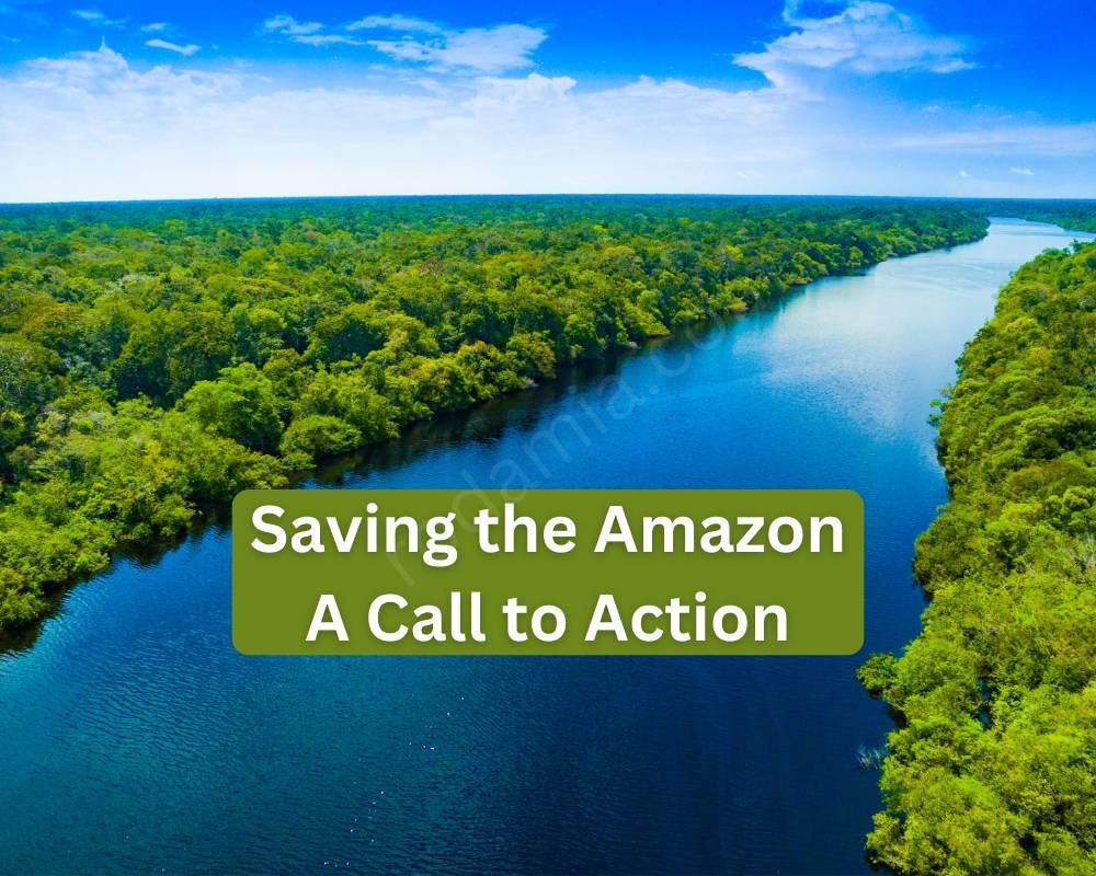 Saving the Amazon A Call to Action