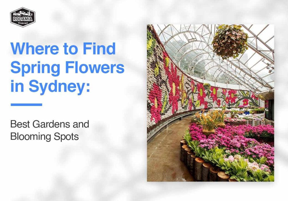 Where to Find Spring Flowers in Sydney: Best Gardens and Blooming Spots